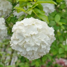 ľ������������A��ľ����ľ���ɻ���������ͥԺ�������Խ���