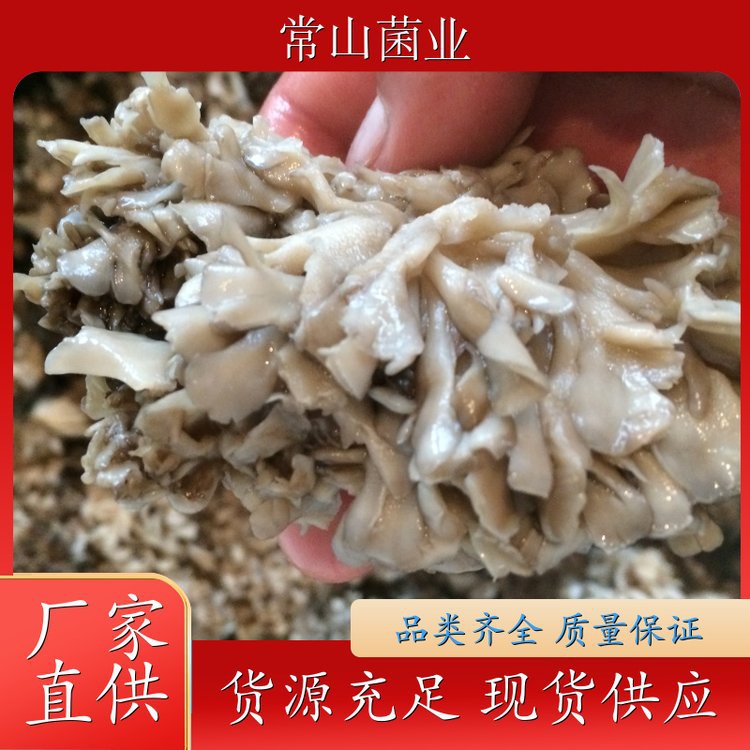 Salted grifola frondosa 专业培育生产技术 nutrient-rich hot pot soup cooking manufacturer wholesale