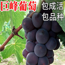 �ލo���ј����ϱ���ͥԺ�Nֲ�ش��������ԟo���ͺ����䮔��Y��