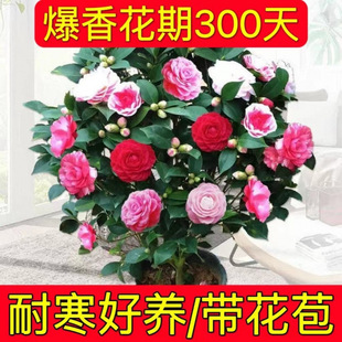 ��������ɫ�൤ɽ�軨���������ذ��҃����ͺ����B�������ļ�����