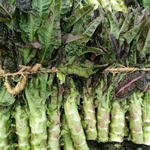 苏北霜打莴笋红青叶莴苣农家自种莴笋新鲜蔬菜莴苣生菜时令蔬菜