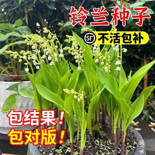 Lily of the Valley Flower Seeds Potted Imported Bulb Flower Seeds Lily of the Valley Flower Seeds Hydroponic Lily of the Valley Perfume Lily of the Valley Bulb Seedlings