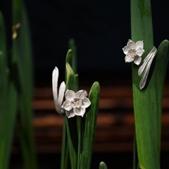 S925純銀新中式水仙花戒指女輕奢高級感中國風花朵指環尾戒高顏值