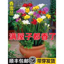 进口香雪兰种球重瓣小苍兰四季开花好养活观花卉盆栽鲜花植物种子