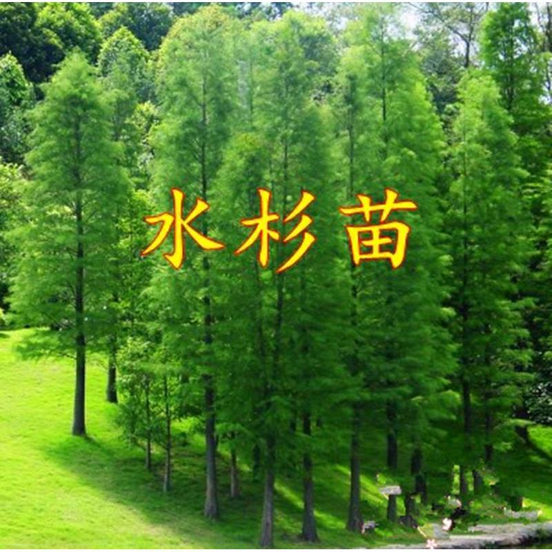 水杉苗水杉树苗 云杉池杉小苗 落羽杉中山杉树苗 庭院绿化景观树
