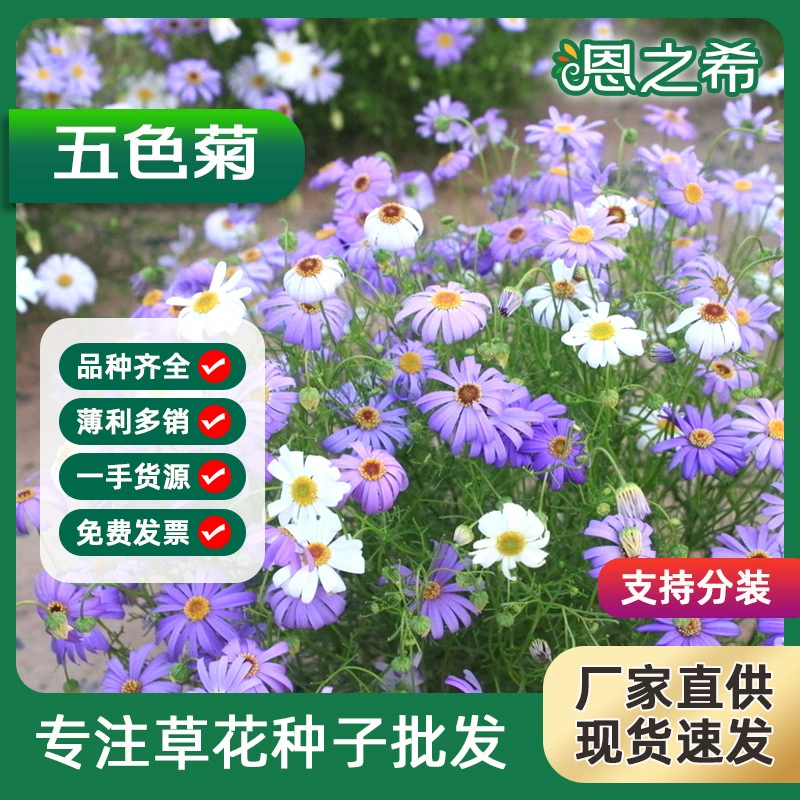 Пятицветные семена хризантемы балкон в горшке Крытый легко выращивать двор цветочный пейзаж цветы и растения цветочные семена