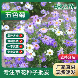 五色菊种子菊花种子阳台盆栽室内易种庭院观花景观花草植物花种子