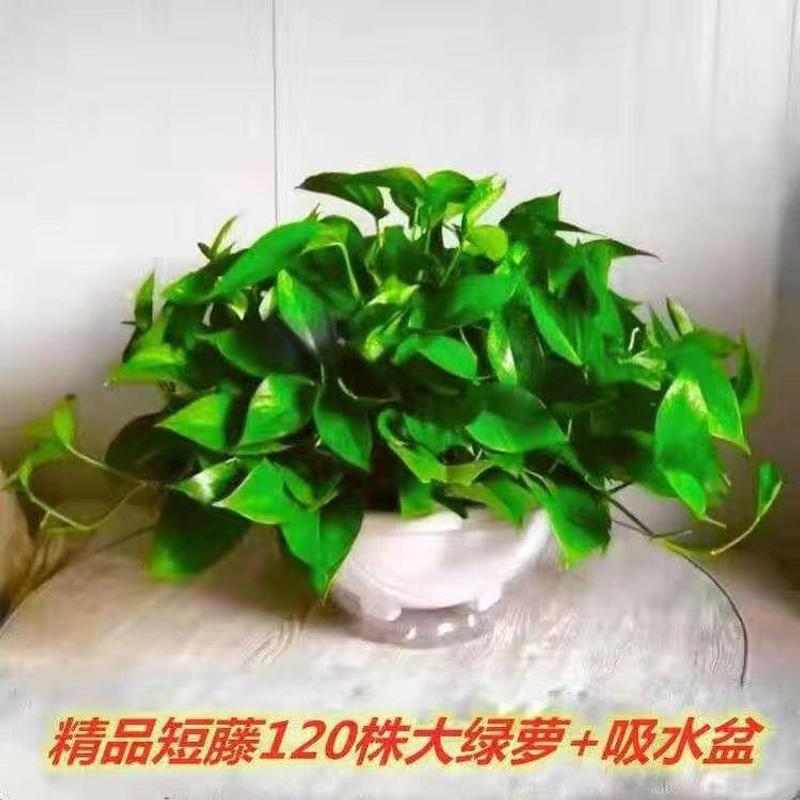 128 potos grandes de pothos brancos vêm com bacia de absorção de água