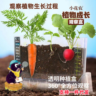 Small Flower Farmers Plant Observation Box Children's Transparent Student Planting Cup Educational Science and Education Toys Fruits and Vegetables Roots Flowers
