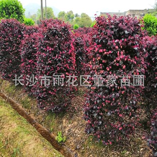 Wholesale Honghua Ji Mu Pillar 1.8m Height Honghua Ji Mu Pillar Wholesale Price