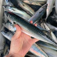 新鲜船冻鲐鲅鱼青占鱼青条鱼整条冷冻青花鱼10斤鲐鲅鱼20斤商用