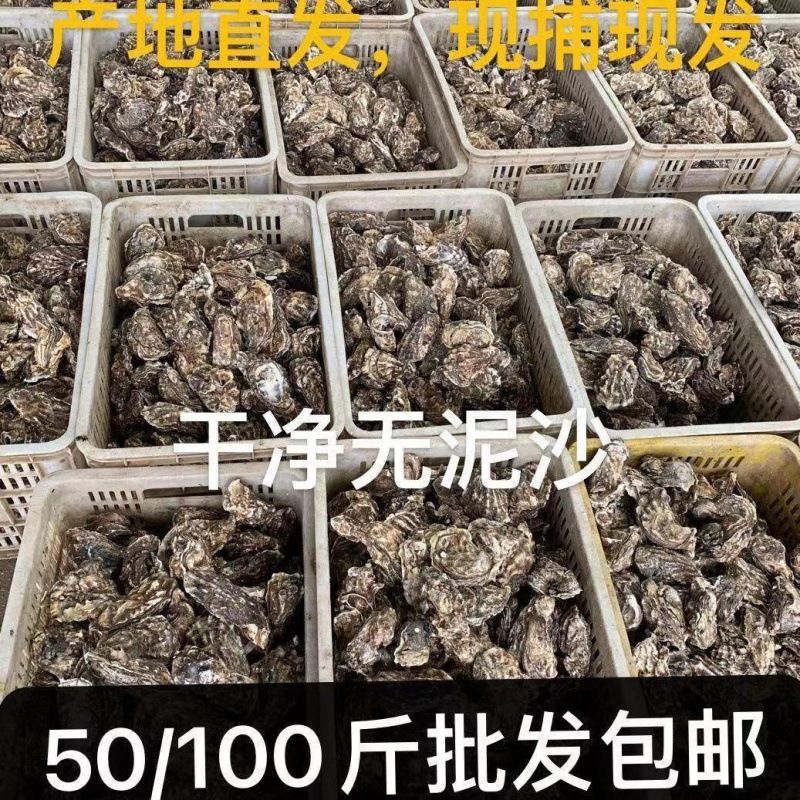 批发一速冻生蚝广东半壳跨境摆地摊整箱一元鲜活独立站商用10斤0
