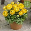 Flower hair, flower cinnamon leaves, peony breeding pot plants perennial ball root indoor and outdoor courtyard cold -resistant plant flowers seeds