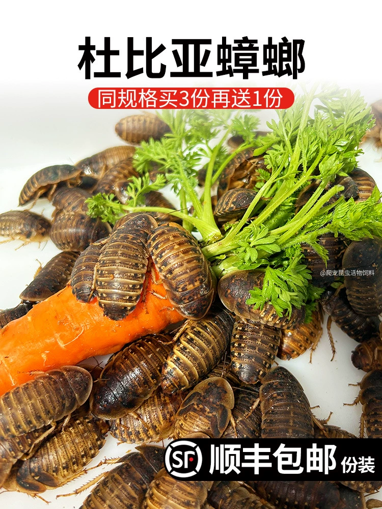 Живые дубиа-тараканчики (Blaptica dubia), размеры 0,5–4 см, корм и племенной состав