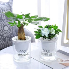 �G�}�lؔ����m�����k���҃�С�Gֲ���ȥ����ȩˮ��ֲ�ﻨ������