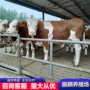 活体改良怀孕养殖小牛犊