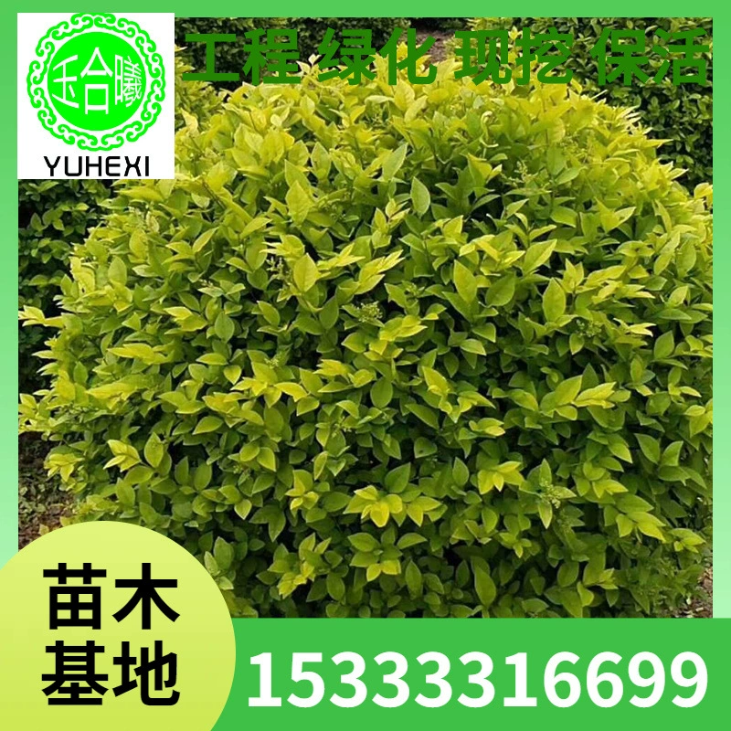 Поставка шариков лигустиума с золотыми листьями, полные характеристики, ширина короны почвенных шаров, уличное инженерное озеленение, посадка рассады в горшках.