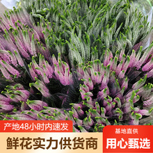 鼠尾草鲜花批发云南鲜花直批婚庆布置花店摆摊用花社区团购货源