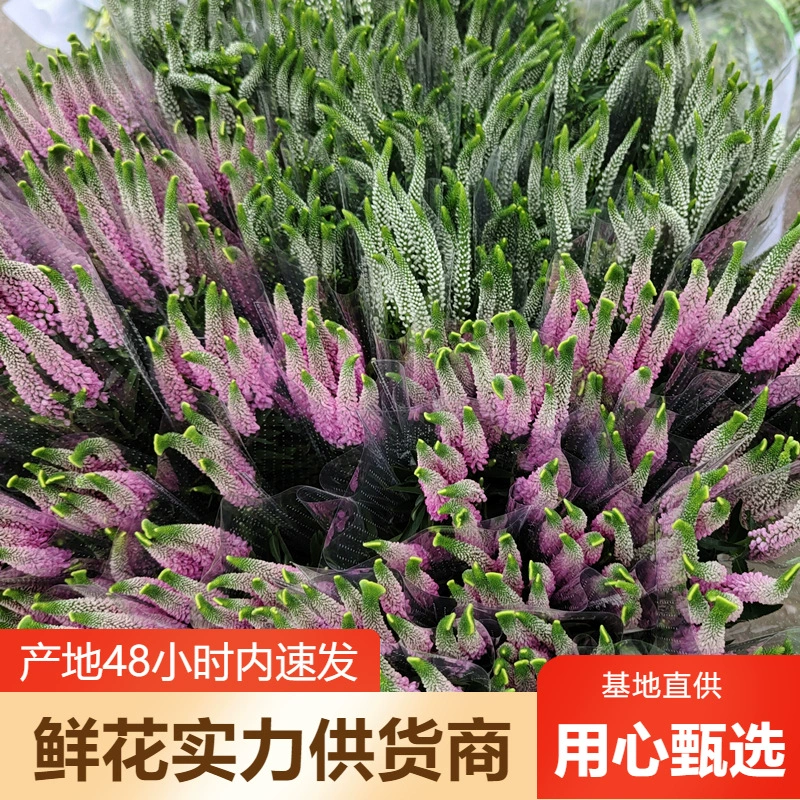 Цветы шалфея оптом цветы Юньнань прямая партия свадебная композиция цветочный магазин киоск цветок сообщество группа покупка поставка