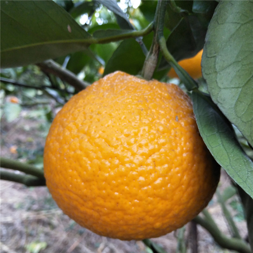 黃金柑 (7).jpg