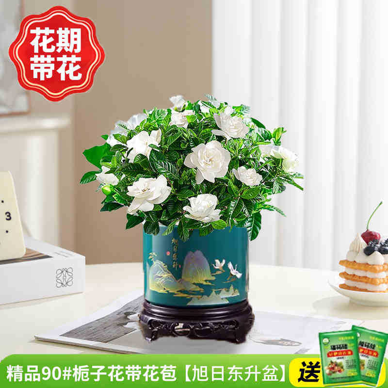 부티크 90#치자나무 개화기에는 꽃(떠오르는 태양+둥근 홀더)이 함께 영양액을 전달합니다.