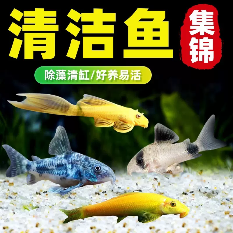 观赏鱼清道夫金苔鼠清洁工除藻工具鱼鼠鱼吃垃圾鱼孔雀鱼小鱼观赏