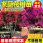 盆栽庭院室外绿化树苗
