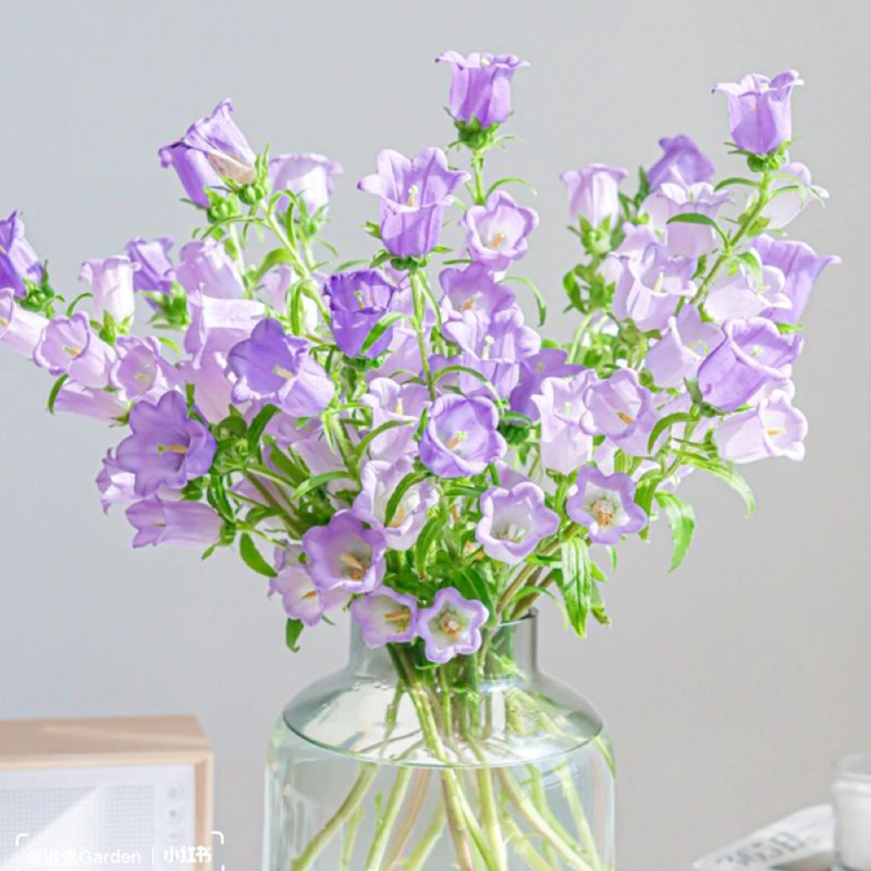 Campanula flower bell flower family life fresh cut flowers Kunming base direct delivery SF Express free shipping 8