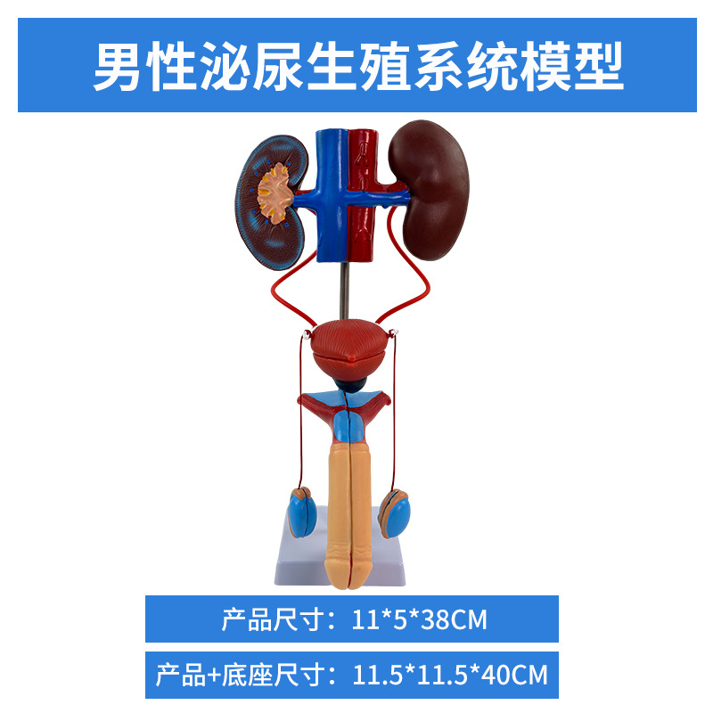 ������ϵͳ ѪҺѭ��ϵͳ ����ϵͳ ����ϵͳ �ڷ��� ������