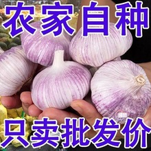 2023年新鲜10斤批发干大蒜头新干蒜红香蒜紫皮整箱产地直发