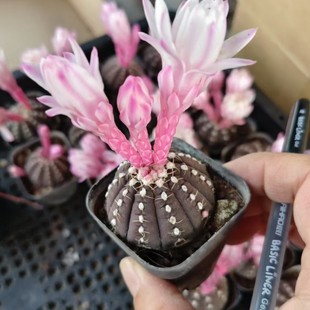 Ragen Cactus Imported Naked Calyx Ball Genus Small Ball Lying on the Thorns Without Pricking the Hand 5.5cm Basin Reference Drag Basin Without Soil Hair