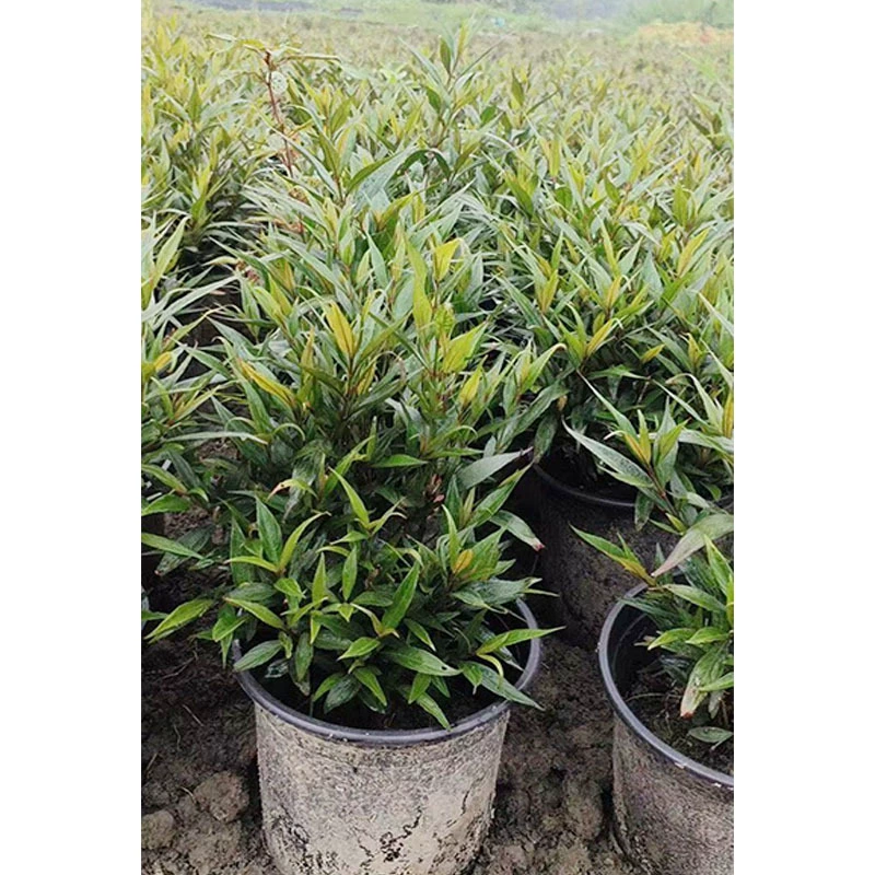 Фиолетовый лист Малан 2 галлона Цветочная граница Растения Чэнду Пейзаж Озеленение Рассады Цветы и деревья Горшечные цветы Зеленые растения