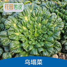 花园传说乌塌菜种子四季易种耐寒黄金菜白菜种籽室内阳台庭院种植