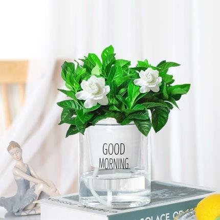 Jasmine plantación en maceta verde interior bonsai tofu hoja verde de desformaldehído sala de estar plantación de escritorio verde perenne cuatro estaciones aire purificado image 22