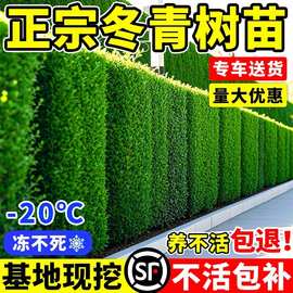 直立冬青树苗围墙篱笆绿化苗木小叶黄杨行道工程苗北海道黄杨树苗