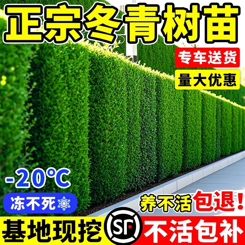 Wintergreen Tree Saplings, Fence and Hedge Landscaping Plants, Small-Leaf Boxwood, Street Engineering Plants, Hokkaido Weeping Holly, French Wintergreen