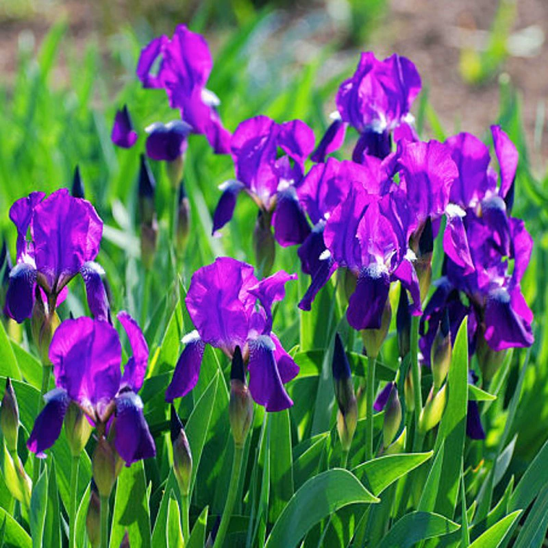 Семена орхидеи-ласточкин хвост, семена вечнозеленых цветов, цветут летом, легко выращиваются на открытом воздухе, недавно собраны семена, семена голубого цветка ириса.