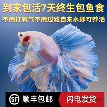 泰国斗鱼观赏鱼苗金鱼热带好养耐活体小型鱼缸淡水半月宠物婚纱鱼