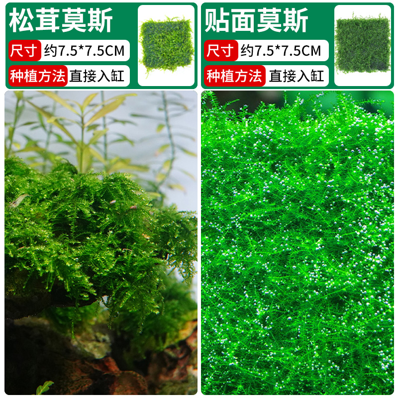 베니어 모스 + 송이 모스 [클래식 조합]❤훌륭한 가치]