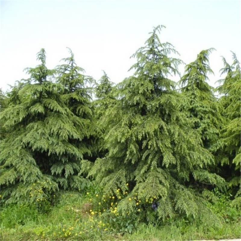 【跨境供货】散装雪松种子圣诞树种子 香柏 宝塔松喜马拉雅杉雪松