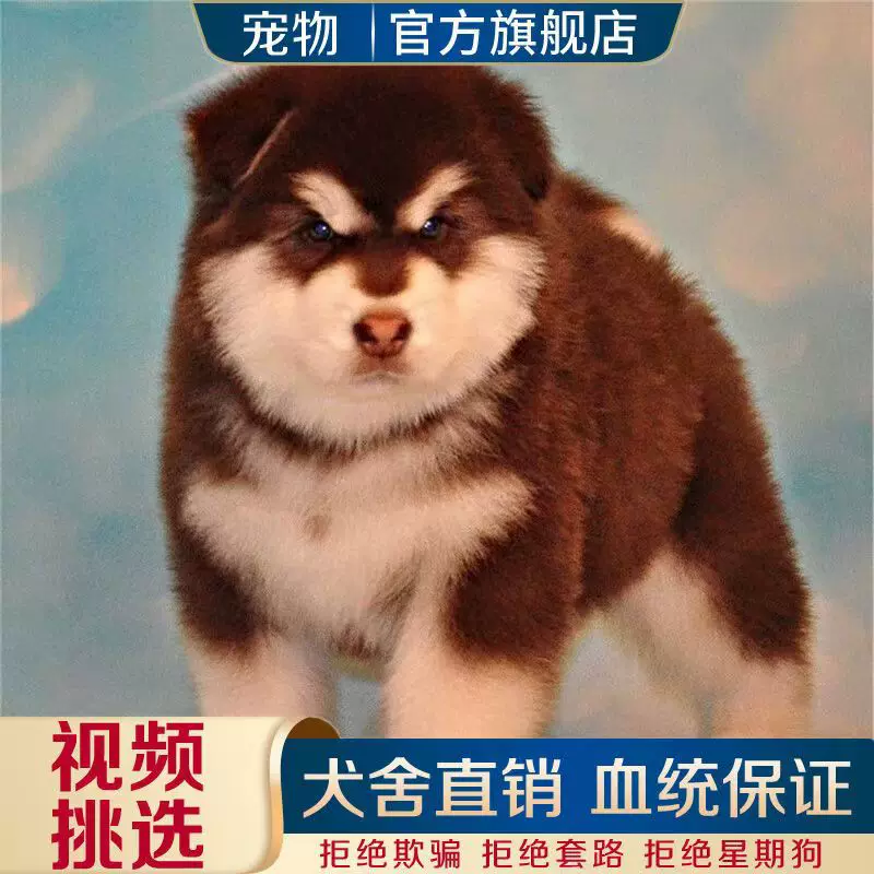 纯种长毛阿拉斯加犬幼犬大型活体阿拉斯加雪橇犬巨型犬阿拉斯加犬