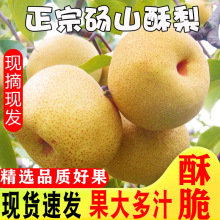 梨子新鲜10斤砀山梨应季安徽汤山梨现摘香雪梨水果梨脆甜整箱包邮