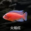 6-7cm flame red 2 strips