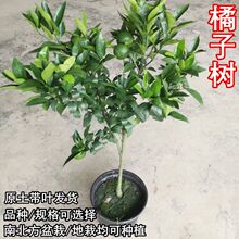 ɳ�ǽۘ������Ե����Ϸ������Nֲ���Ә�����������҃ȼ޽�ɰ����