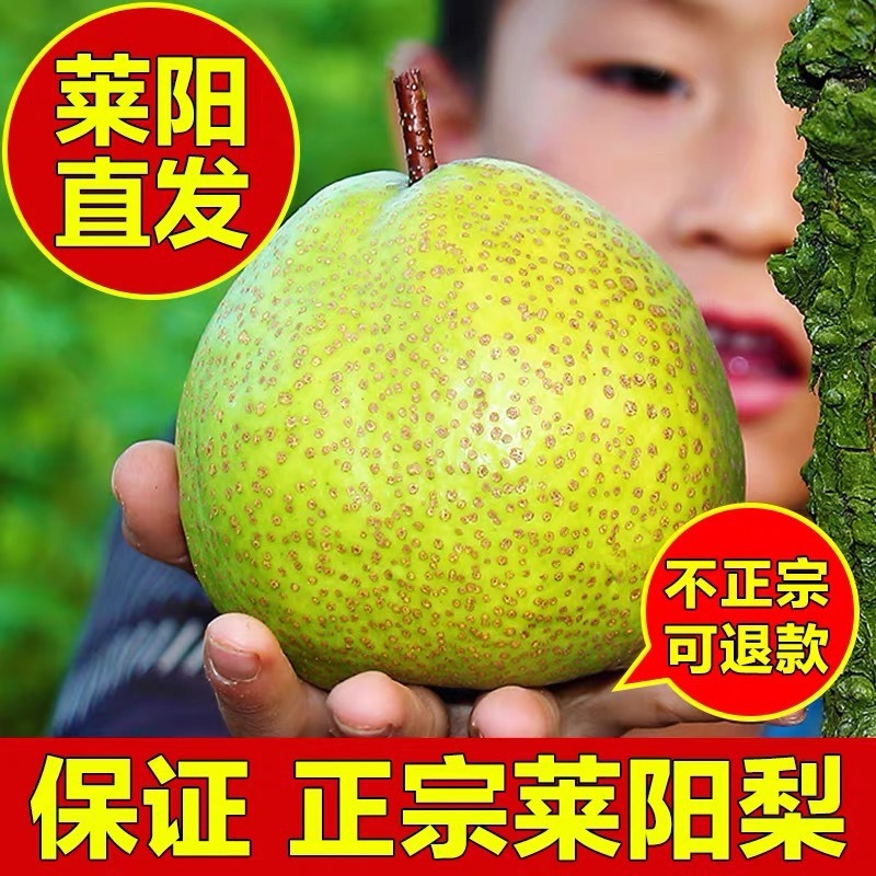 莱阳正宗慈梨香甜可口莱阳梨脆甜多汁可熬梨膏丰水梨