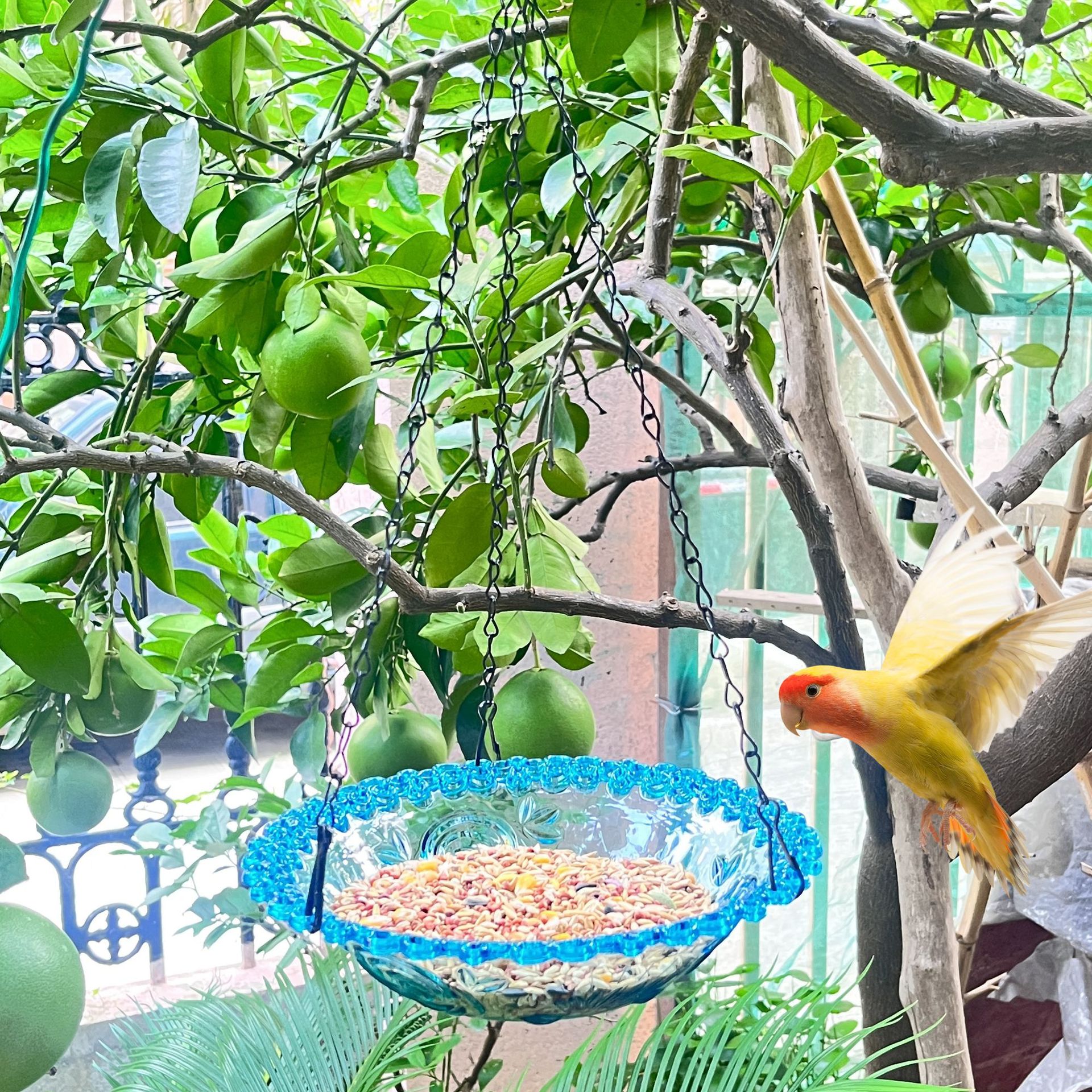 Comedero Colgante para Pájaros de Plástico Decorativo para Jardín y Patio
