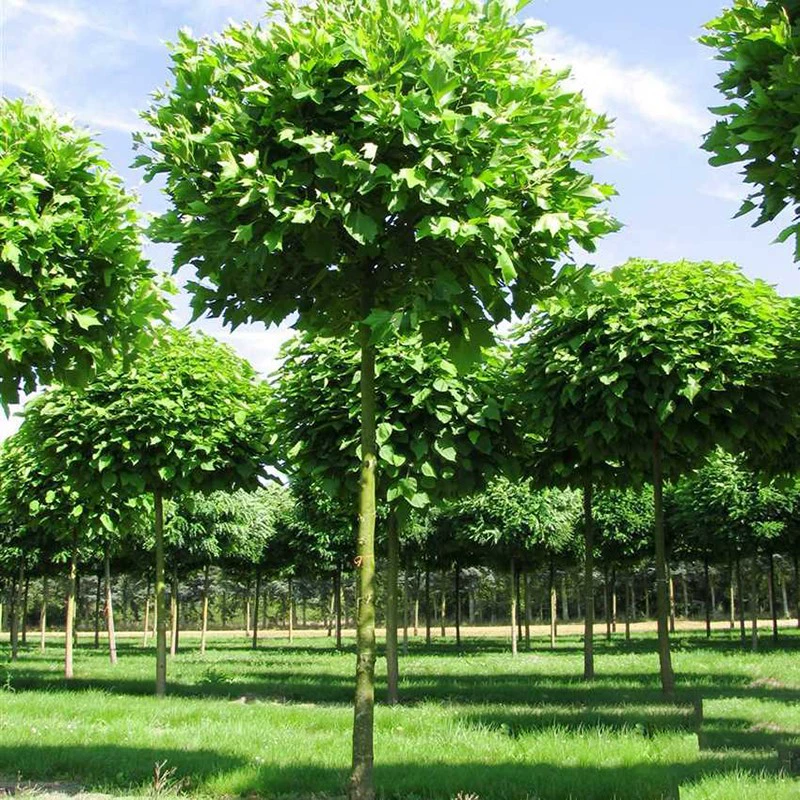 Быстрорастущие саженцы платана, саженцы платана с зеленой кожурой, саженцы для ландшафтного озеленения двора, саженцы платана