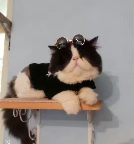 时尚宠物猫咪太子镜狗狗拍照眼镜配饰毛绒玩具网红太阳镜创意墨镜|undefined