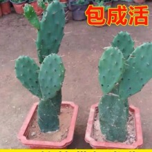 ���������Լ޽�зצ�m�_������ɻ��~Ƭ���ԷNֲ�S���ֲ����]