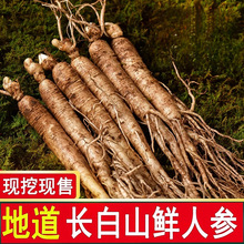 新鲜人参精选新挖现售浆气十足滋补珍品地道长白山鲜人参特级批发